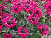 Monarda &#39;Bee-Happy&#39;