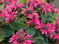 Monarda &#39;Bee-Merry&#39;