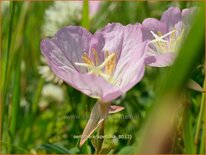 Oenothera speciosa