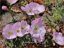 Oenothera speciosa