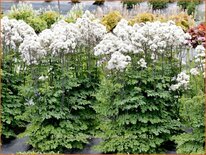 Thalictrum aquilegifolium &#39;Nimbus White&#39;