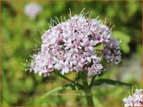 Valeriana officinalis