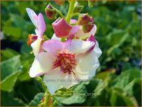 Verbascum &#39;Jackie in Spots&#39;