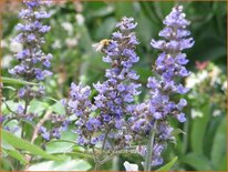 Vitex agnus-castus