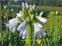 Agapanthus &#39;Silver Lining&#39;