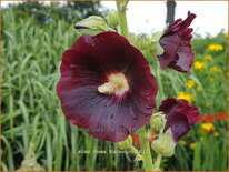 Alcea rosea &#39;Blacknight&#39;