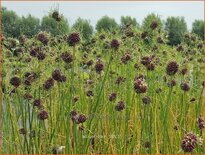 Allium &#39;Hair&#39;