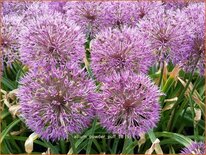 Allium &#39;Powder Puff&#39;