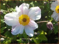 Anemone &#39;Dainty Swan&#39;