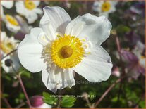 Anemone &#39;Dainty Swan&#39;