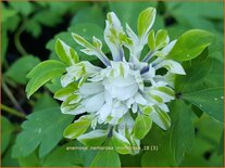 Anemone nemorosa &#39;Monstrosa&#39;