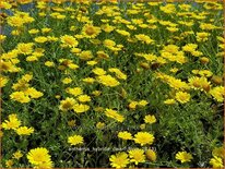 Anthemis hybrida &#39;Dwarf Form&#39;