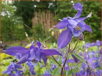 Aquilegia alpina