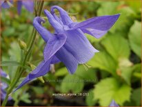 Aquilegia alpina