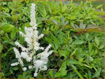 Astilbe &#39;Diamant&#39;