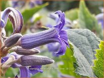 Clematis heracleifolia &#39;New Love&#39;