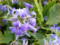 Clematis heracleifolia &#39;New Love&#39;