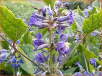 Clematis heracleifolia &#39;New Love&#39;