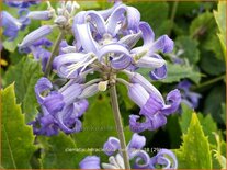 Clematis heracleifolia &#39;New Love&#39;