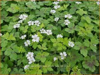 Geranium oxonianum &#39;Tess&#39;