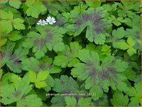 Geranium oxonianum &#39;Tess&#39;