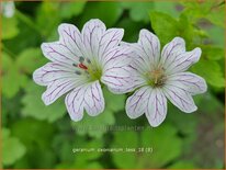 Geranium oxonianum &#39;Tess&#39;