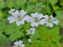 Geranium oxonianum &#39;Tess&#39;