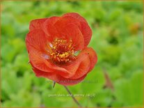 Geum &#39;Dark and Stormy&#39;