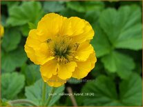 Geum &#39;Mornings Hybrid&#39;