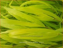 Hakonechloa macra &#39;Sunflare&#39;