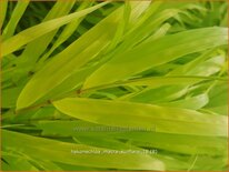 Hakonechloa macra &#39;Sunflare&#39;