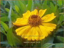 Helenium &#39;Carmen&#39;