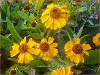 Helenium &#39;Carmen&#39;