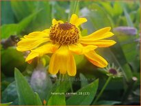 Helenium &#39;Carmen&#39;