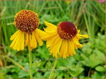 Helenium &#39;Pipsqueak&#39;