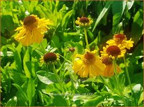 Helenium &#39;Pipsqueak&#39;