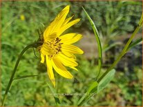 Helianthus kellermanii