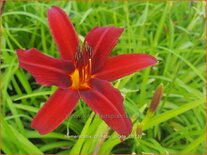 Hemerocallis &#39;Crimson Pirate&#39;