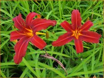 Hemerocallis &#39;Crimson Pirate&#39;