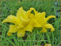 Hemerocallis &#39;Double River Wye&#39;