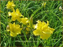 Hemerocallis &#39;Double River Wye&#39;