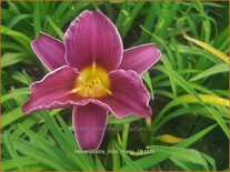 Hemerocallis &#39;Little Missy&#39;