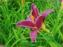 Hemerocallis &#39;Little Missy&#39;