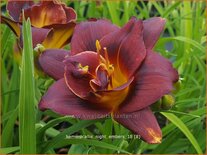 Hemerocallis &#39;Night Embers&#39;