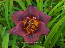 Hemerocallis &#39;Night Embers&#39;