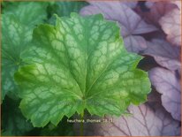 Heuchera &#39;Thomas&#39;