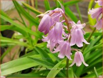 Hyacinthoides hispanica &#39;Rose&#39;