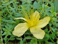 Hypericum olympicum &#39;Citrinum&#39;