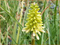 Kniphofia citrina