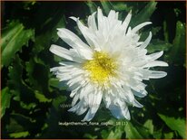 Leucanthemum &#39;Fiona Coghill&#39;